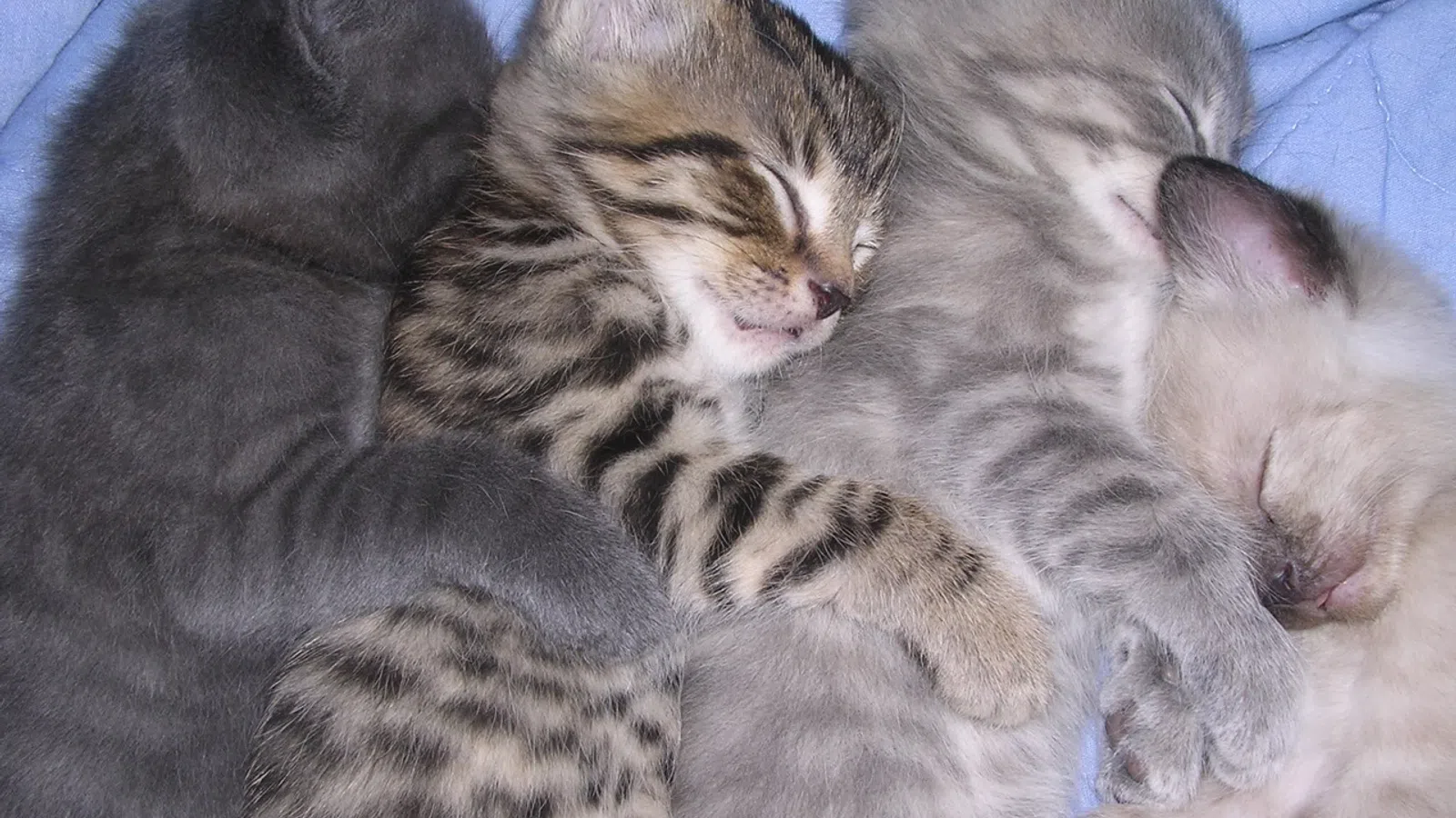 First-ever Cuddling Convention this V-Day!