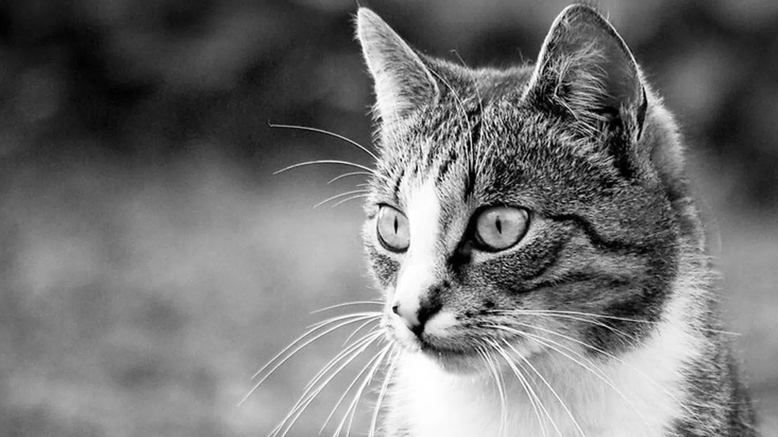 New Orleans Perspectives: Bob the Cat