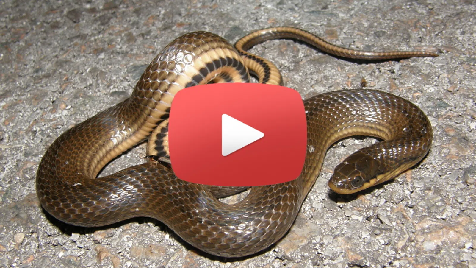 Snake Drops In for Dinner