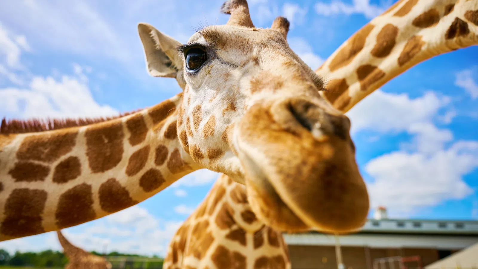Close-up of a giraffe's face with long necks and blue sky in the background at a zoo or park