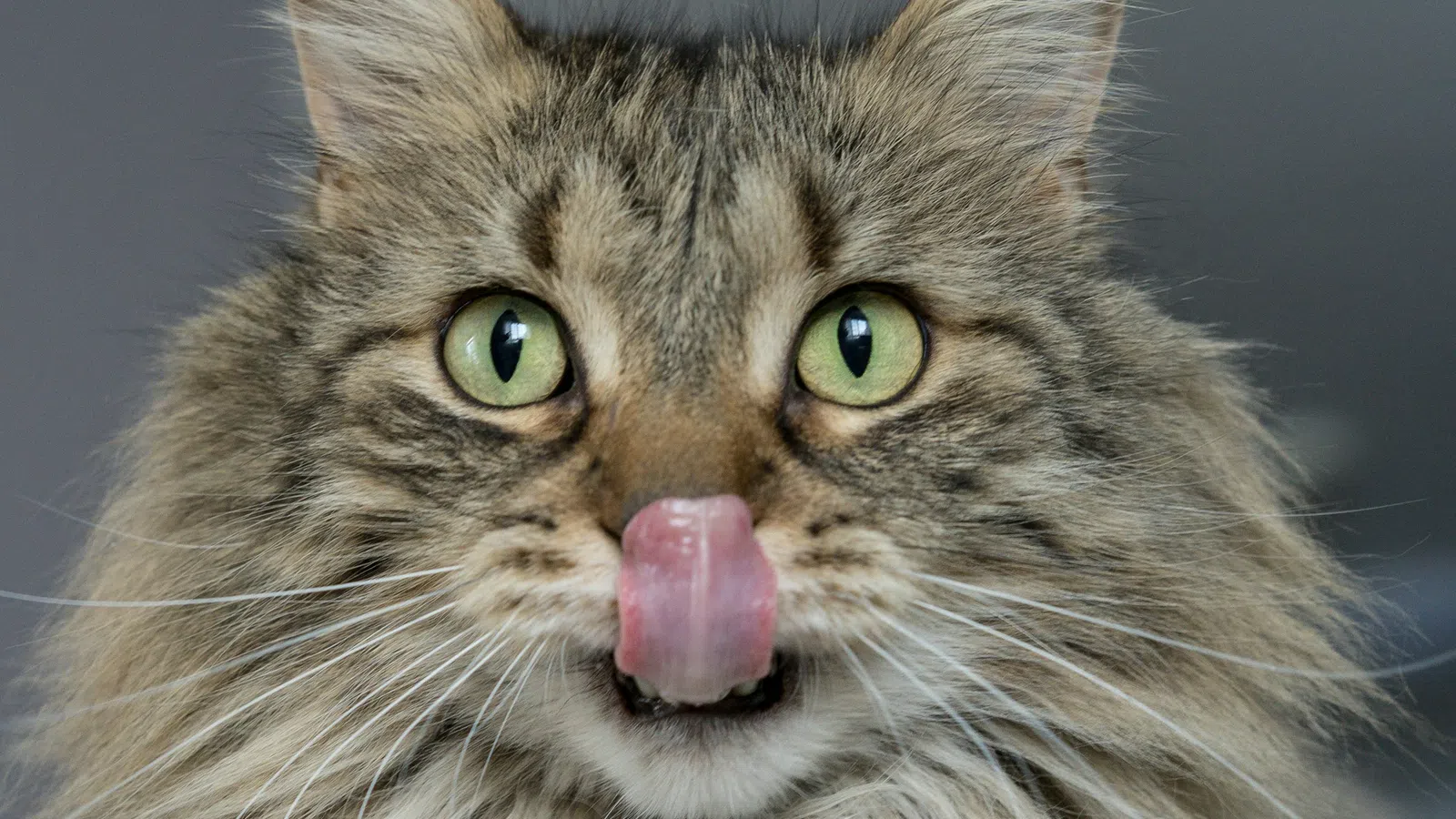 Close-up of a fluffy tabby cat with green eyes licking its nose against a gray background