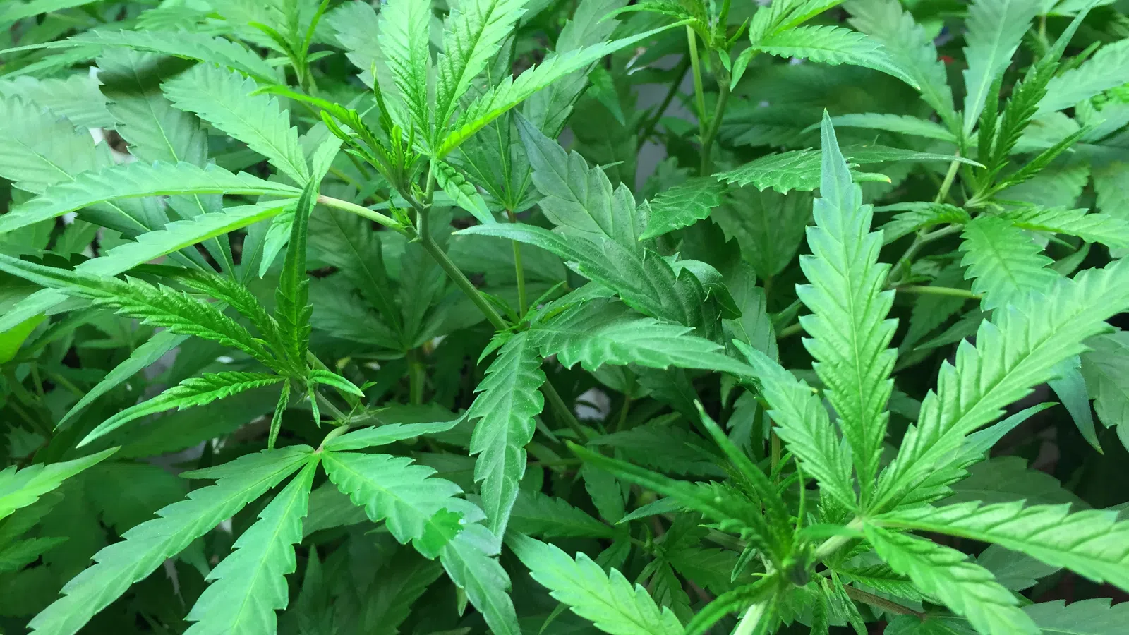 Close-up of vibrant green cannabis leaves with serrated edges densely covering the frame under natural light
