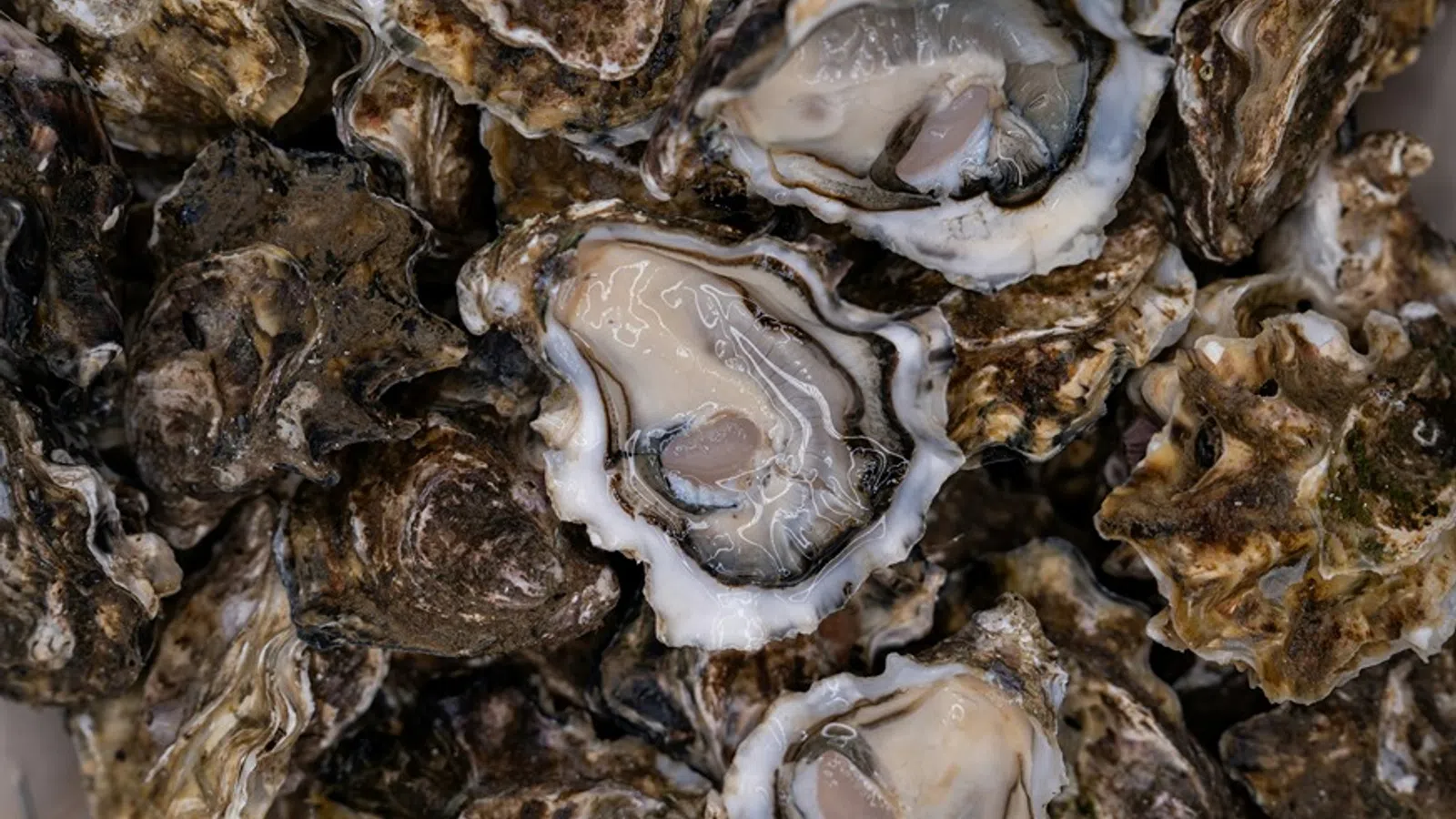 Close-up of fresh oysters with open shells showing the soft inner flesh and rough textured outer shells.