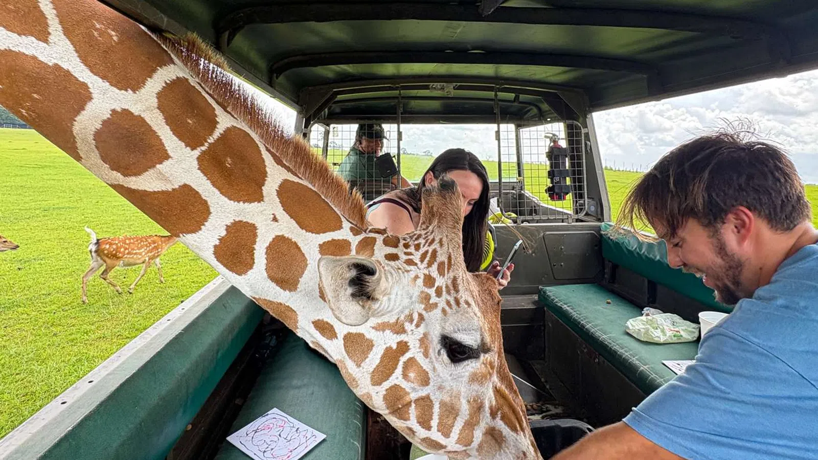 Giraffe pokes head into safari vehicle as visitors feed and interact during open grassland tour.