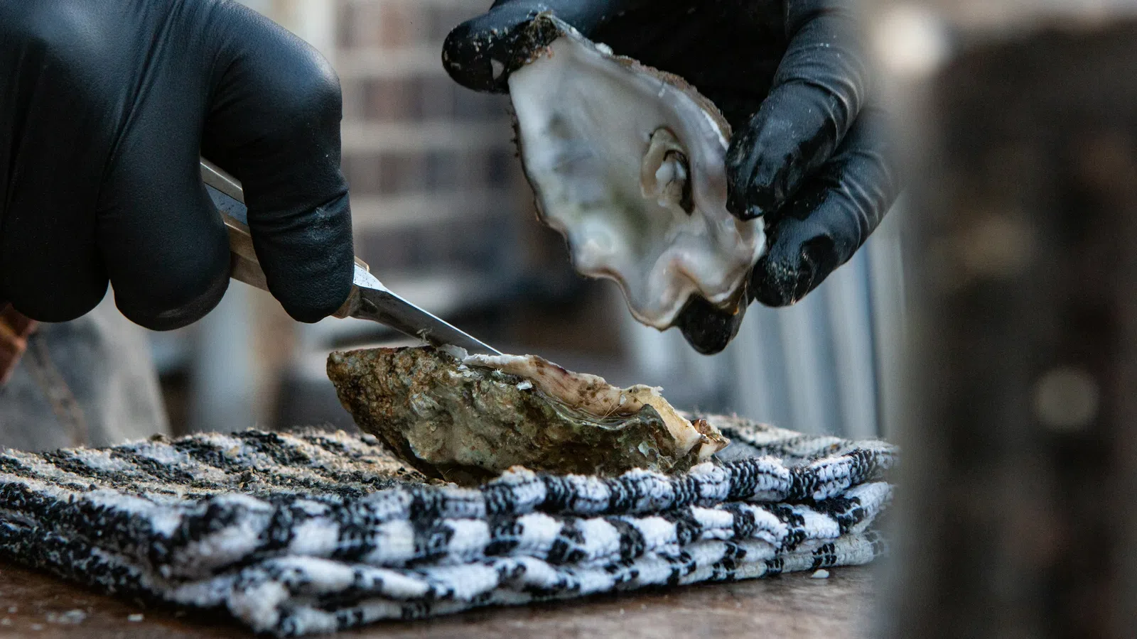 Hands wearing black gloves shucking a fresh oyster over a striped towel on a wooden surface.