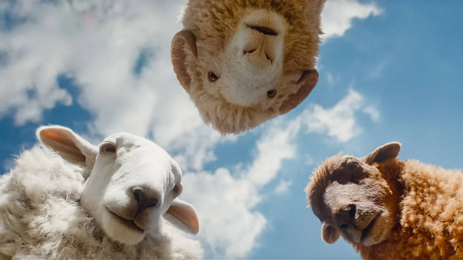 Three sheep looking down at the camera with a blue sky and clouds in the background.