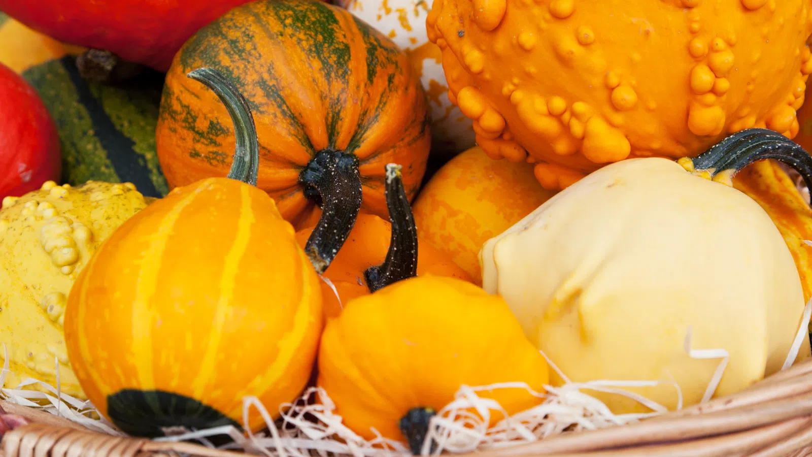 Fall Restaurant Guide 2016