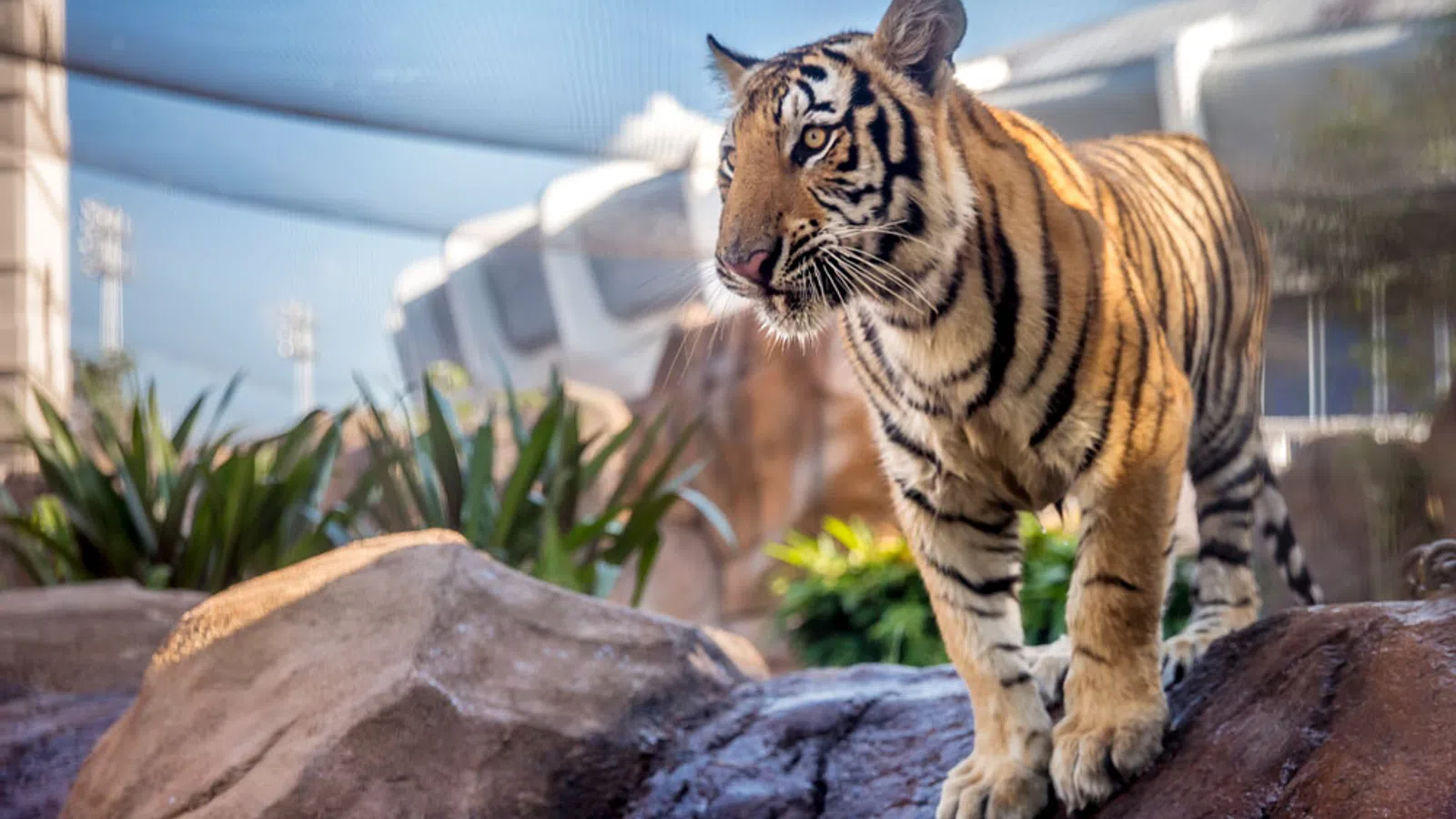 LSU Crowns New Mike the Tiger VII