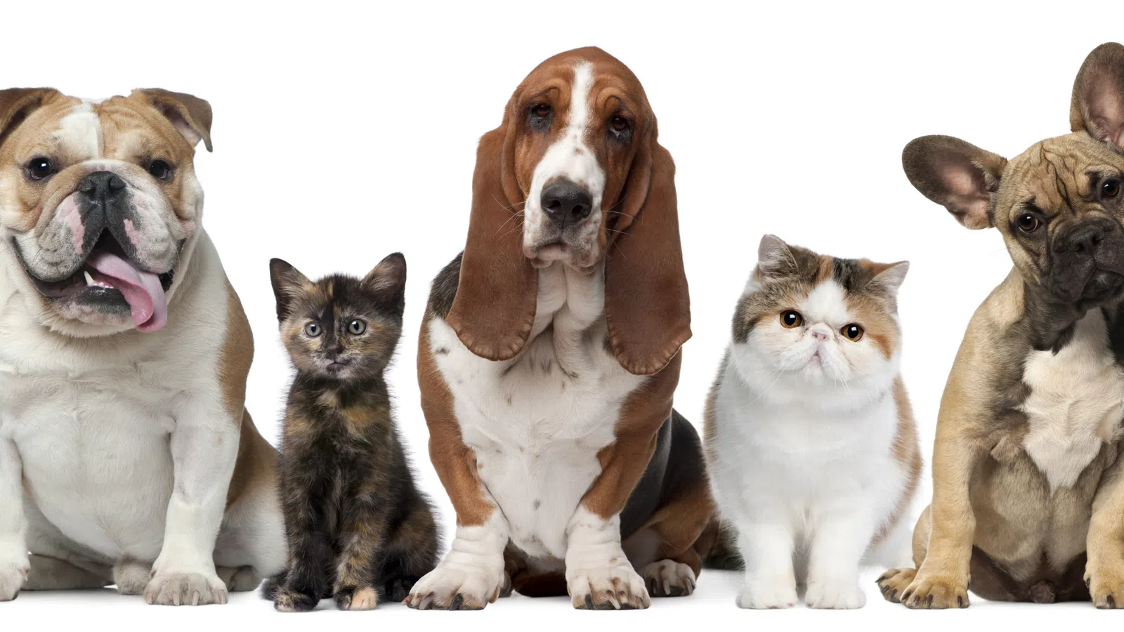 Dine Out 4 Paws To Help the LASPCA on Thursday, June 9