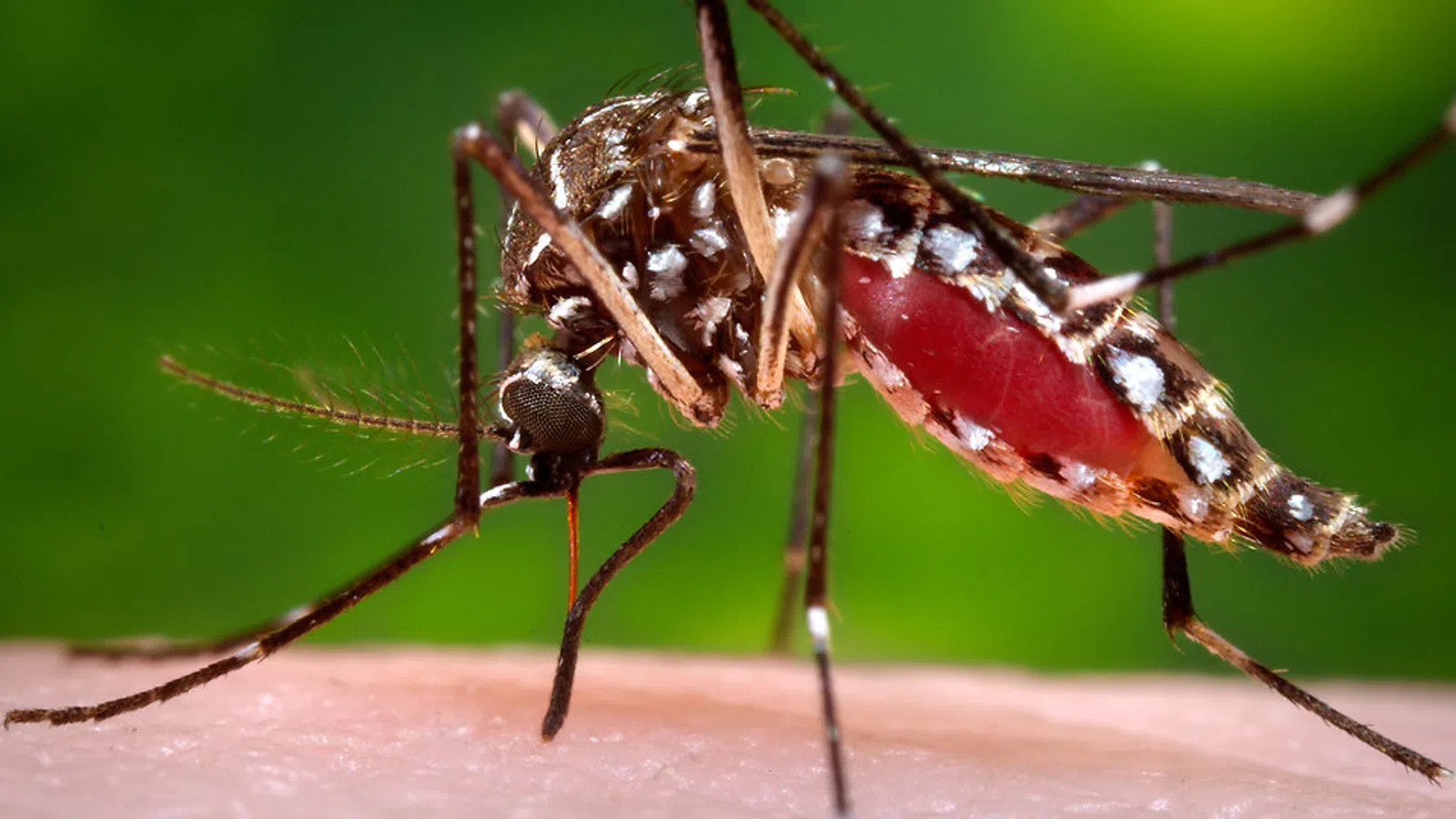 Species of Mosquito that Transmits the Zika Virus Making Increased Appearances in Louisiana