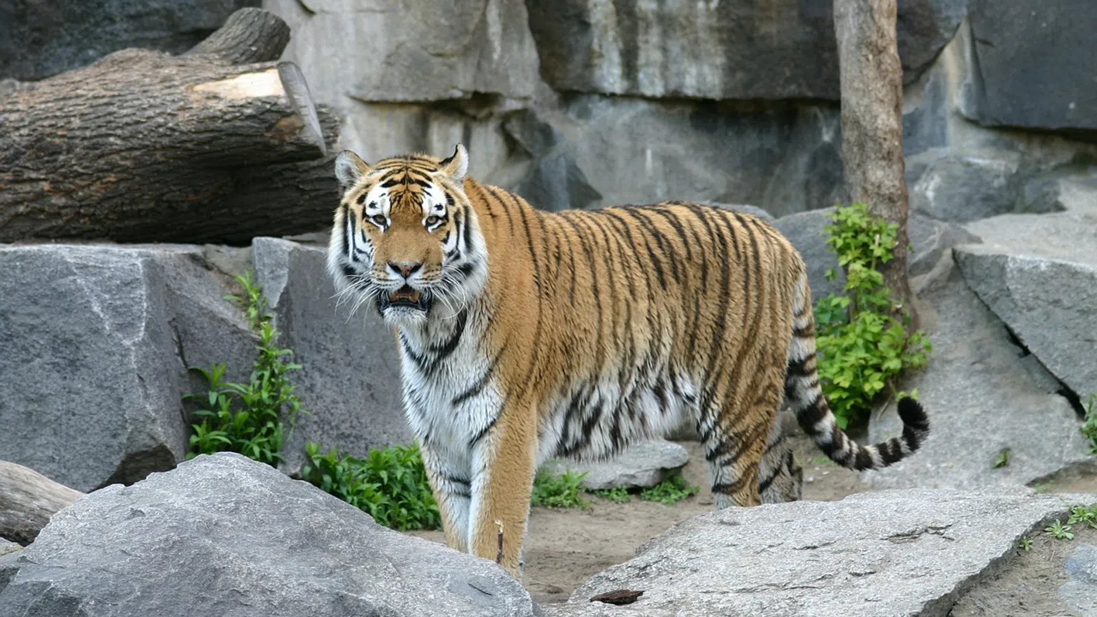 Mike the Tiger is Gone, and PETA is Calling for Him to be the Last Live Tiger Mascot at LSU