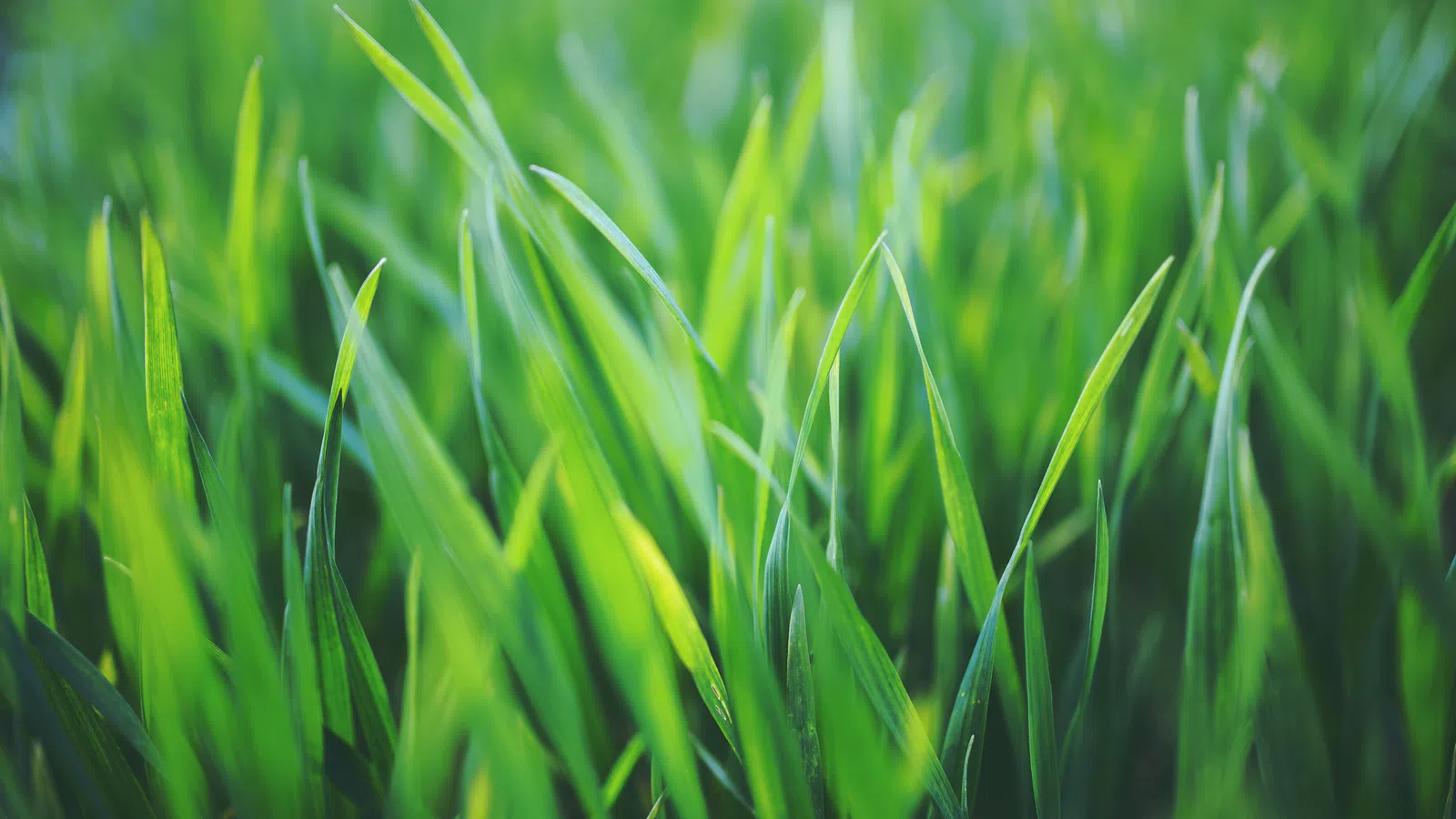 Grass Cutting Stories