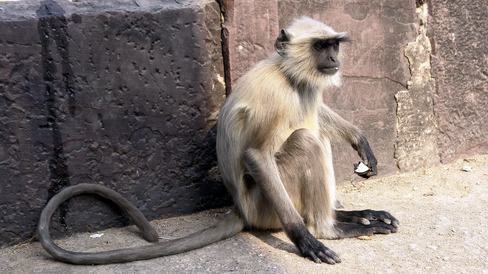 Monkey Robs Jewelry Store in Guntar, India