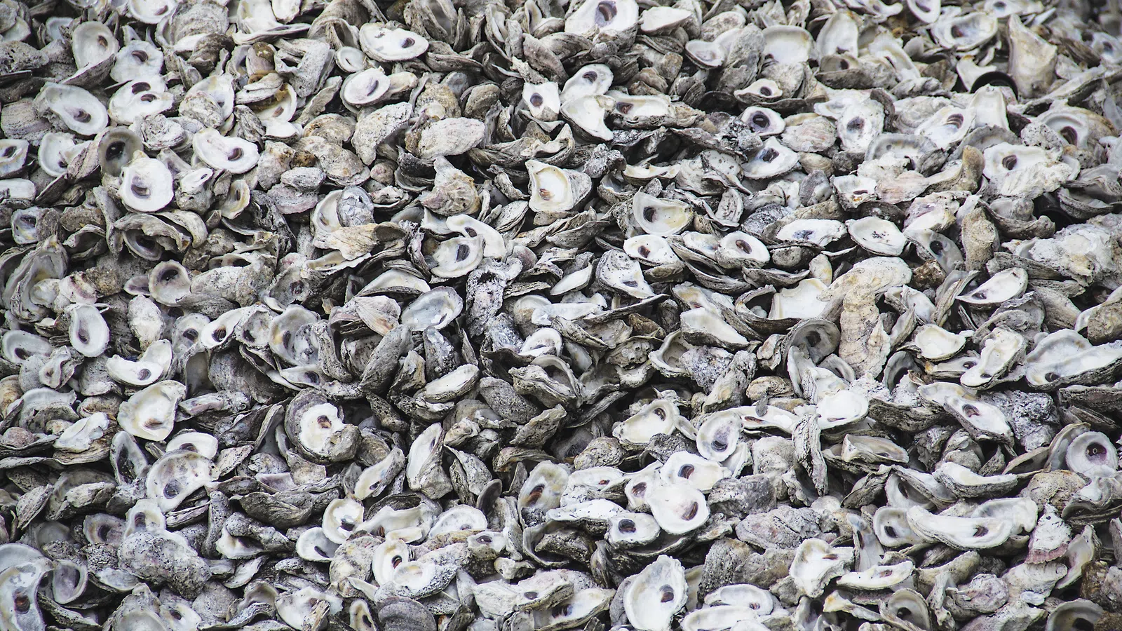 Come Shell or High Water: Oyster Shell Recycling Along Louisiana?s Coastline