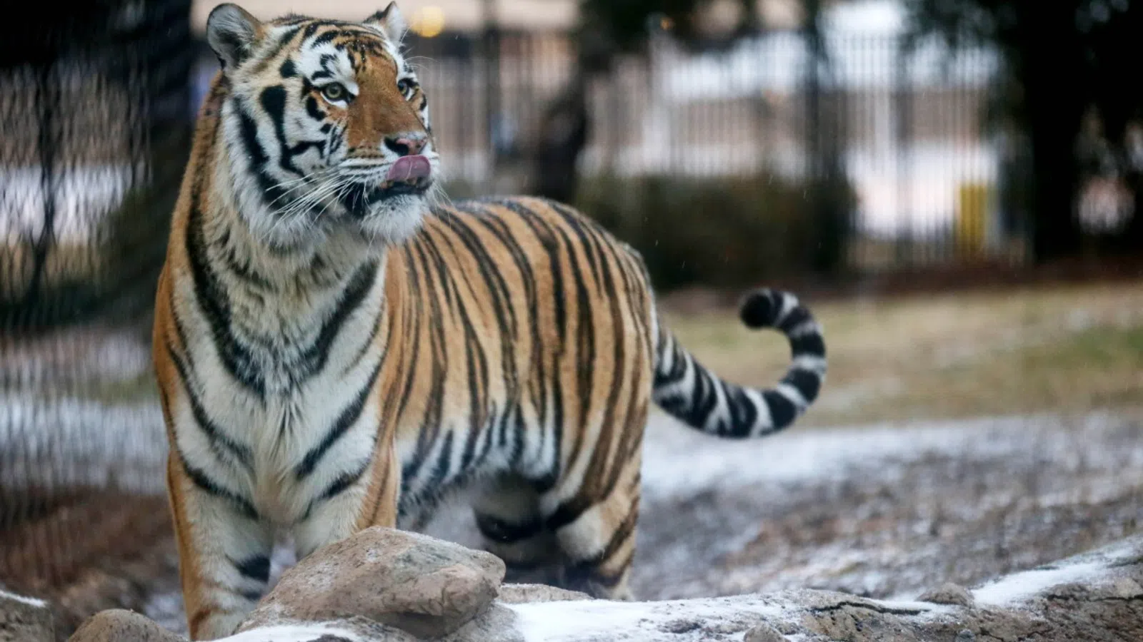 LSU's Mike VI Has Passed Away