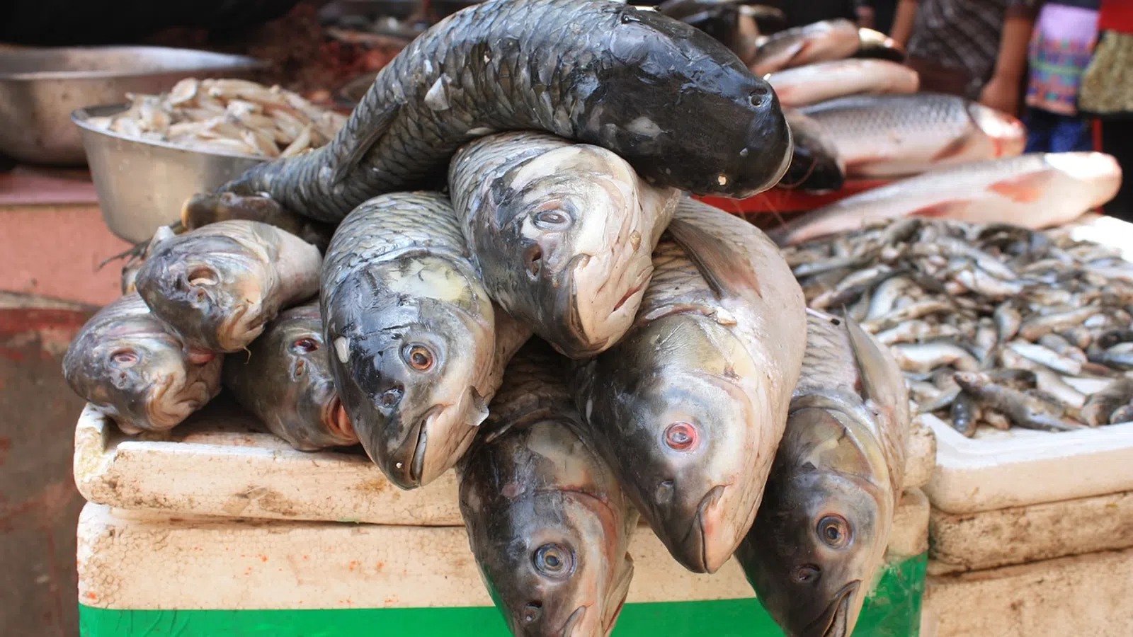 Conscious Palate: Benefits of a Pescetarian Diet