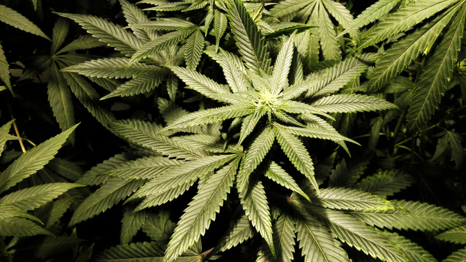 Louisiana Governor Edwards Signs New Medical Marijuana Legislation