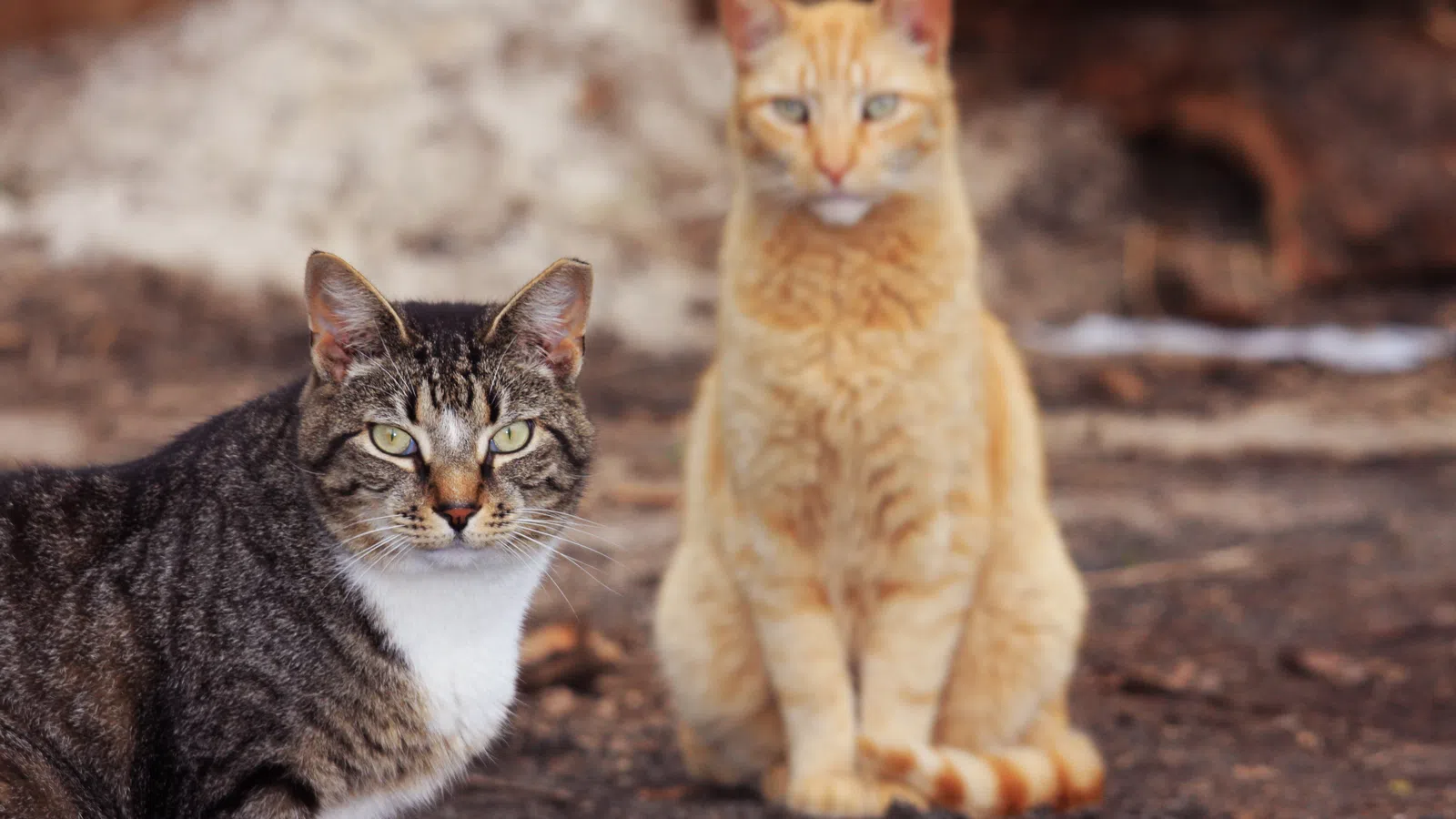 A Feline Conundrum Fixed