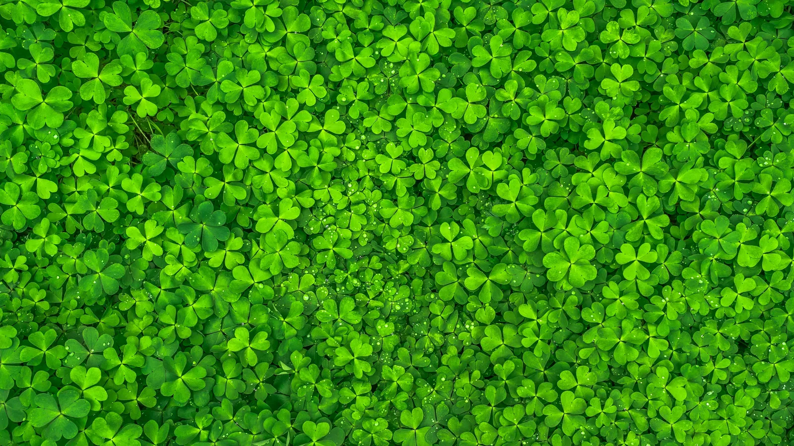 St. Patrick's Day (Mar. 17) Curls and St. Joseph Day (Mar. 19) Altars