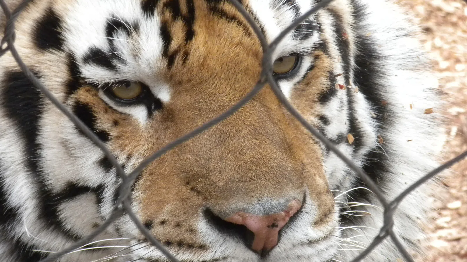 LSU's Beloved Mike VI Diagnosed With Cancer