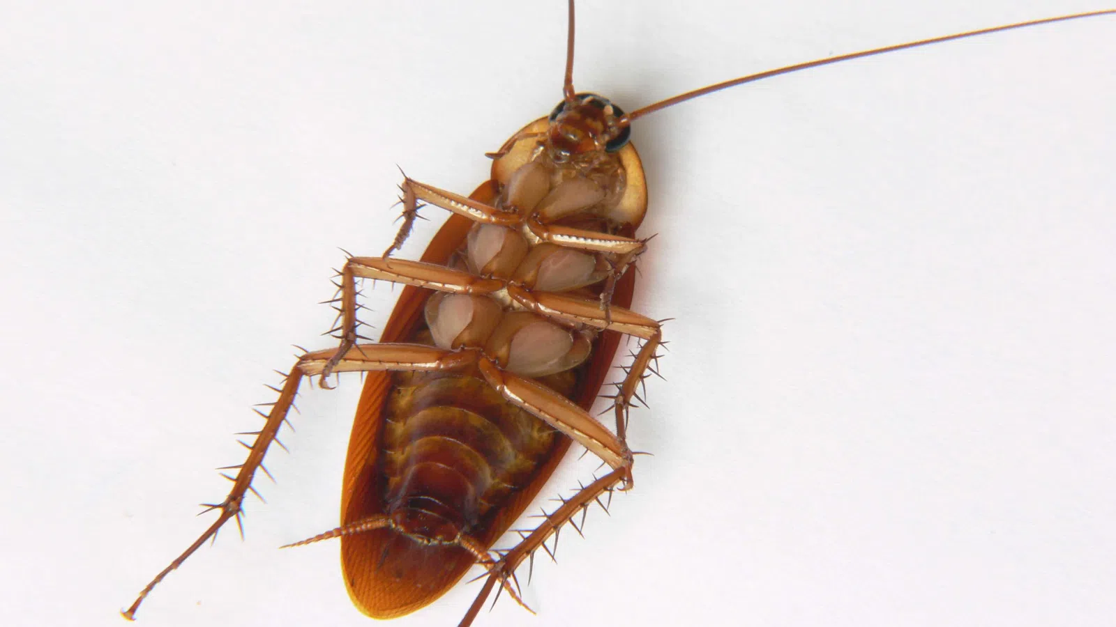 New Orleans Rated the Most Roach-Infested Metropolitan Area in the U.S.