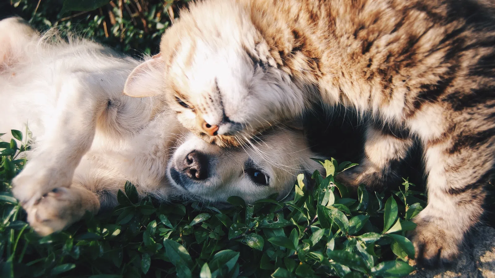 Petstagram: Six New Orleans Pets To Follow on Instagram