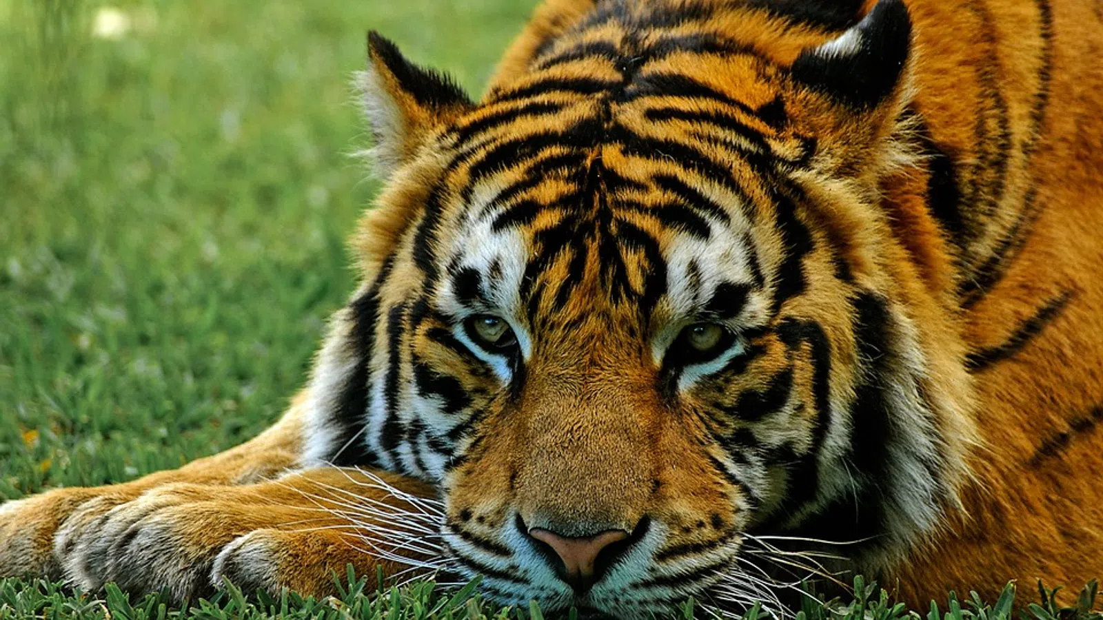 LSU Mascot, Mike the Tiger