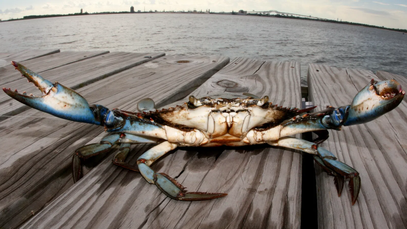LA Crab Season Most Likely Limited For Next Three Years