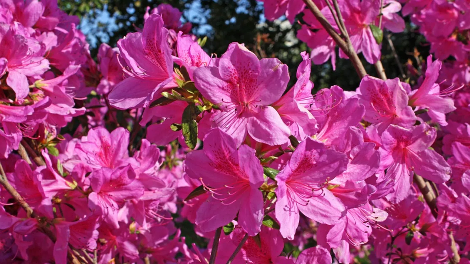15 Plants to Add to Your Garden