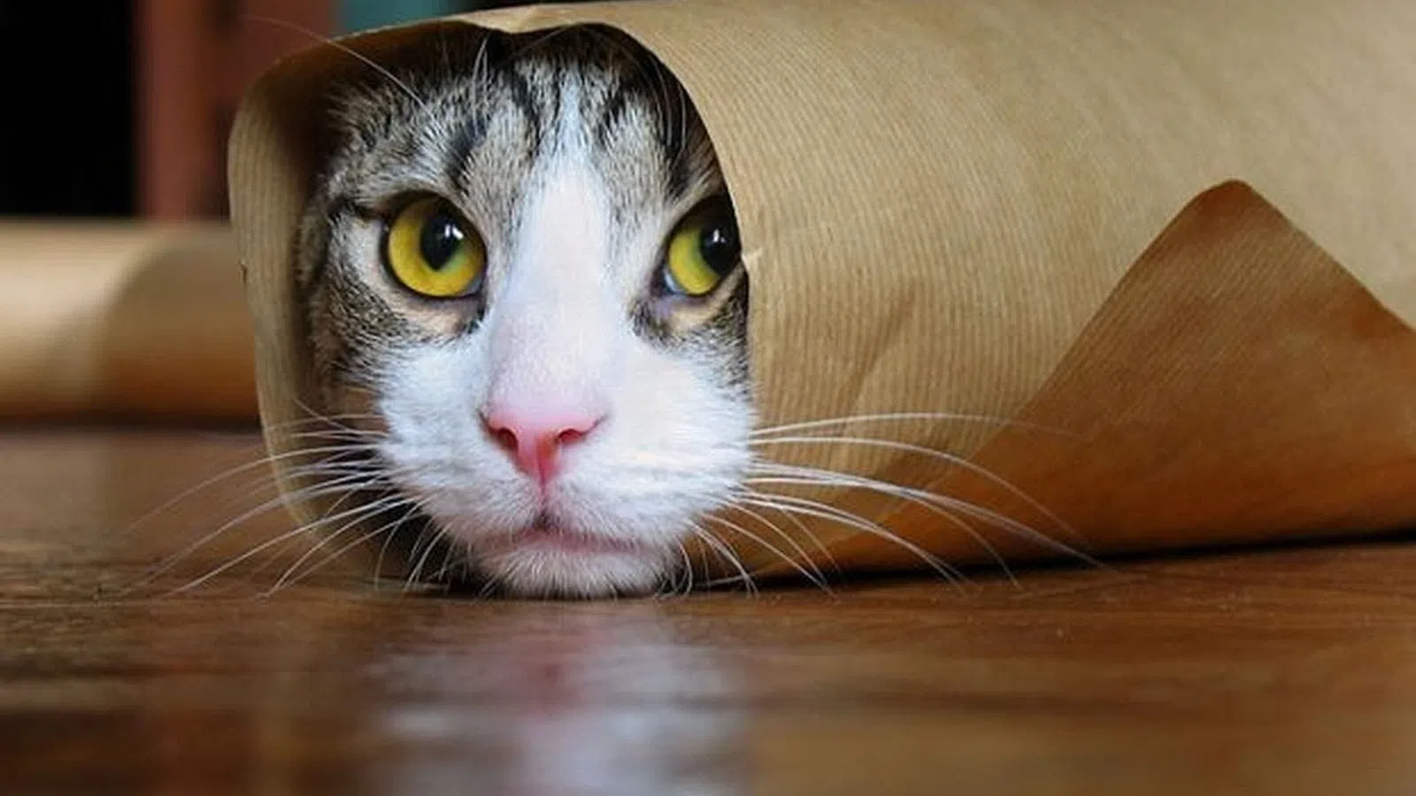 Does This Cat Have a Live Shadow?!