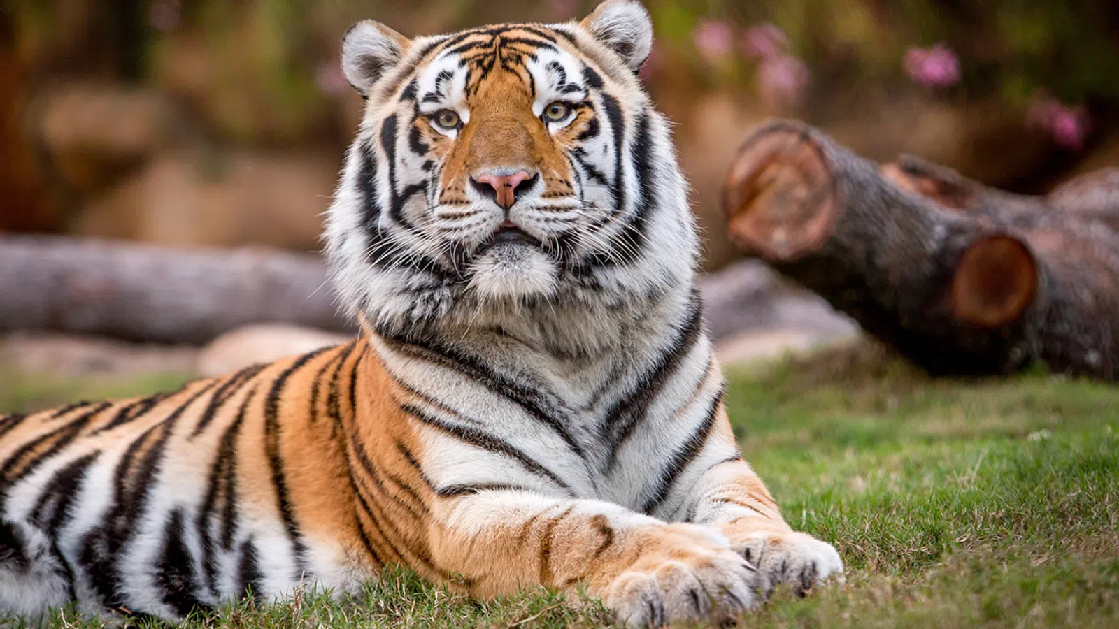 Mike The Tiger To Be Euthanized Following Cancer Spread