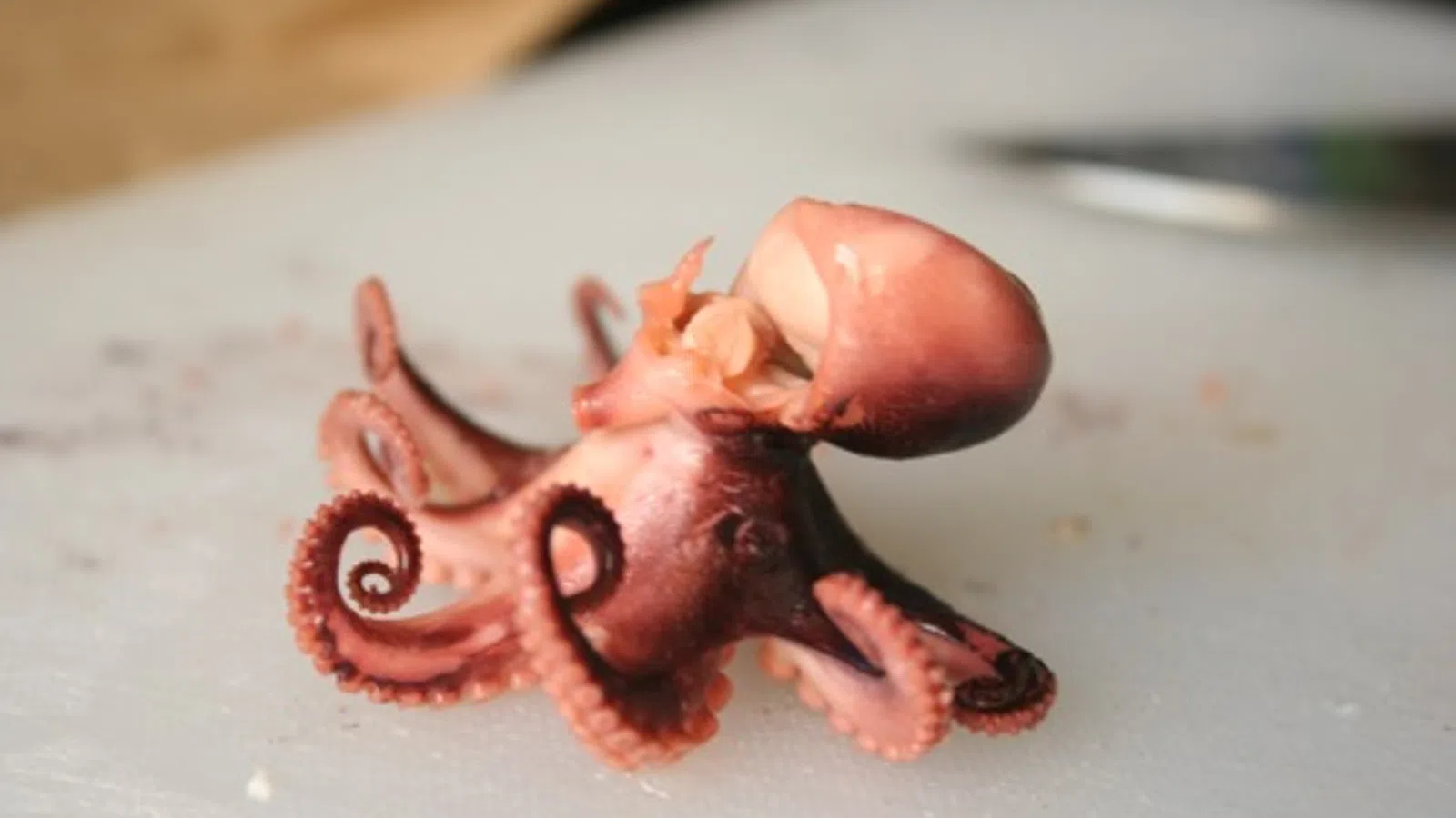 Octopus Ingestion
