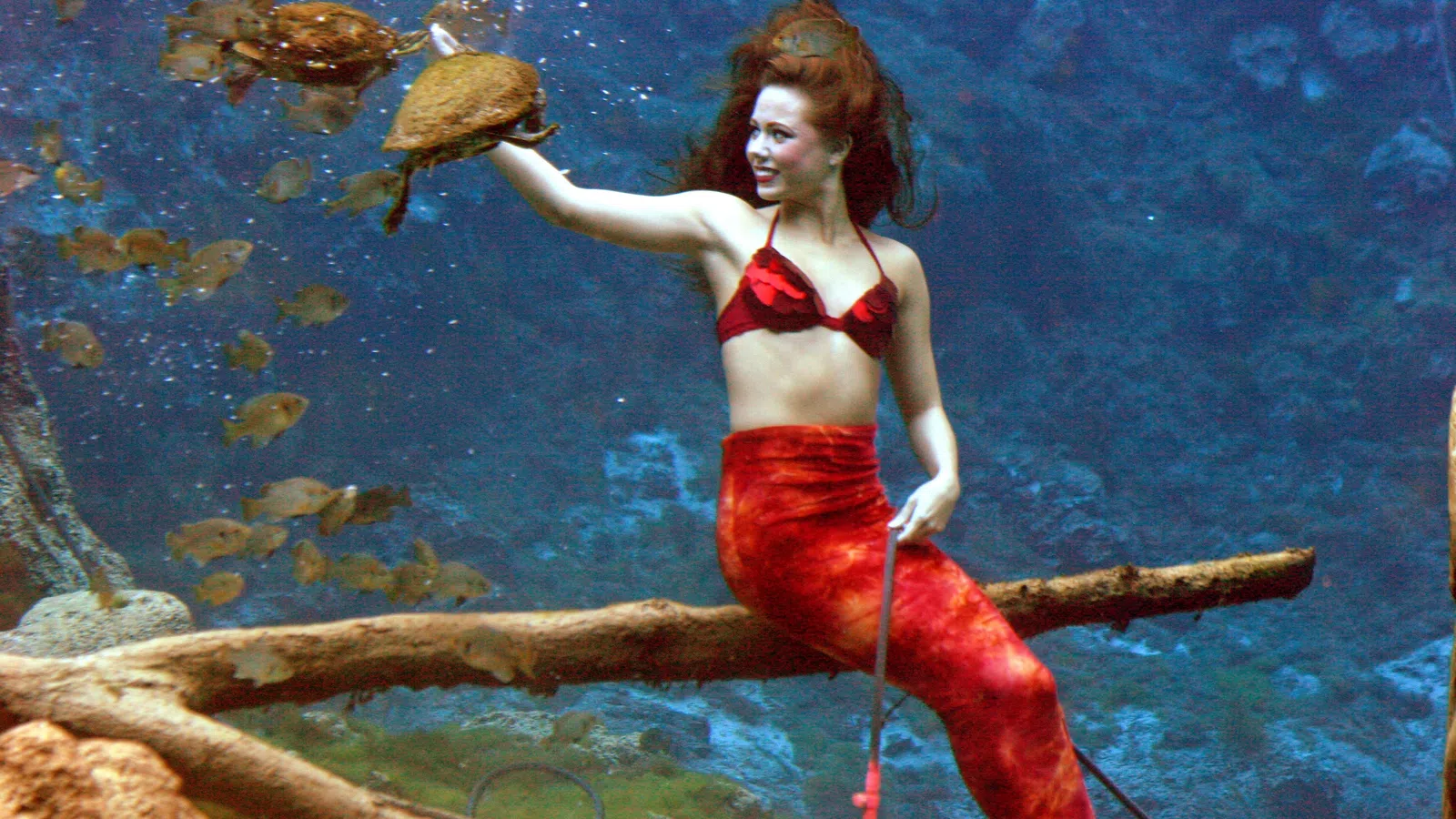 Weeki Wachee Mermaids to Fascinate Guests at Audubon Aquarium in November