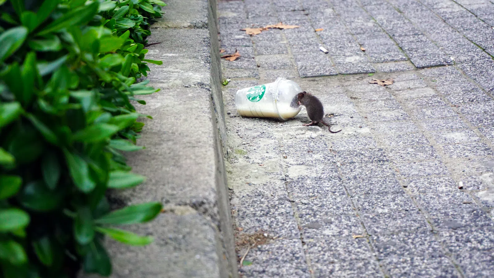 Aw, Rats! New Orleans Barely Misses Top 20 for Orkin?s Rattiest Cities