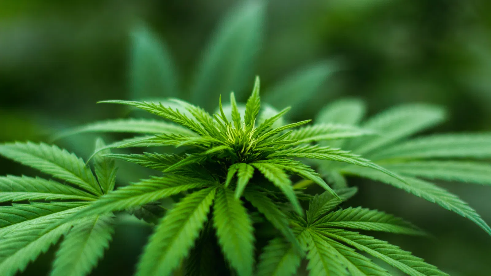 New Orleans?s First Medical Marijuana Pharmacy Granted Permit 