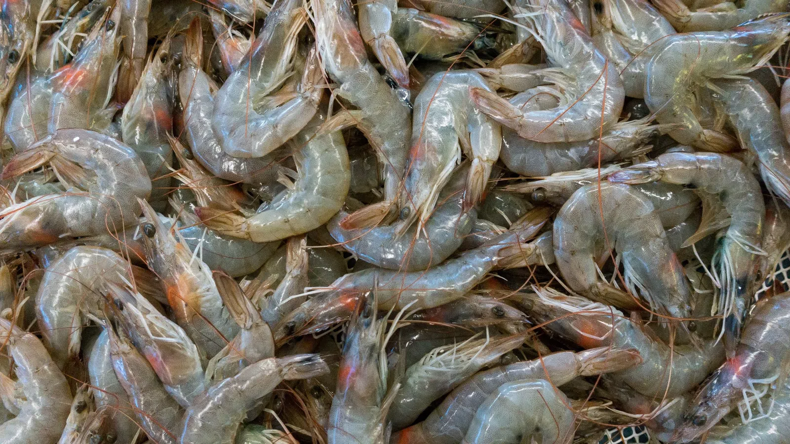 a pile of fish