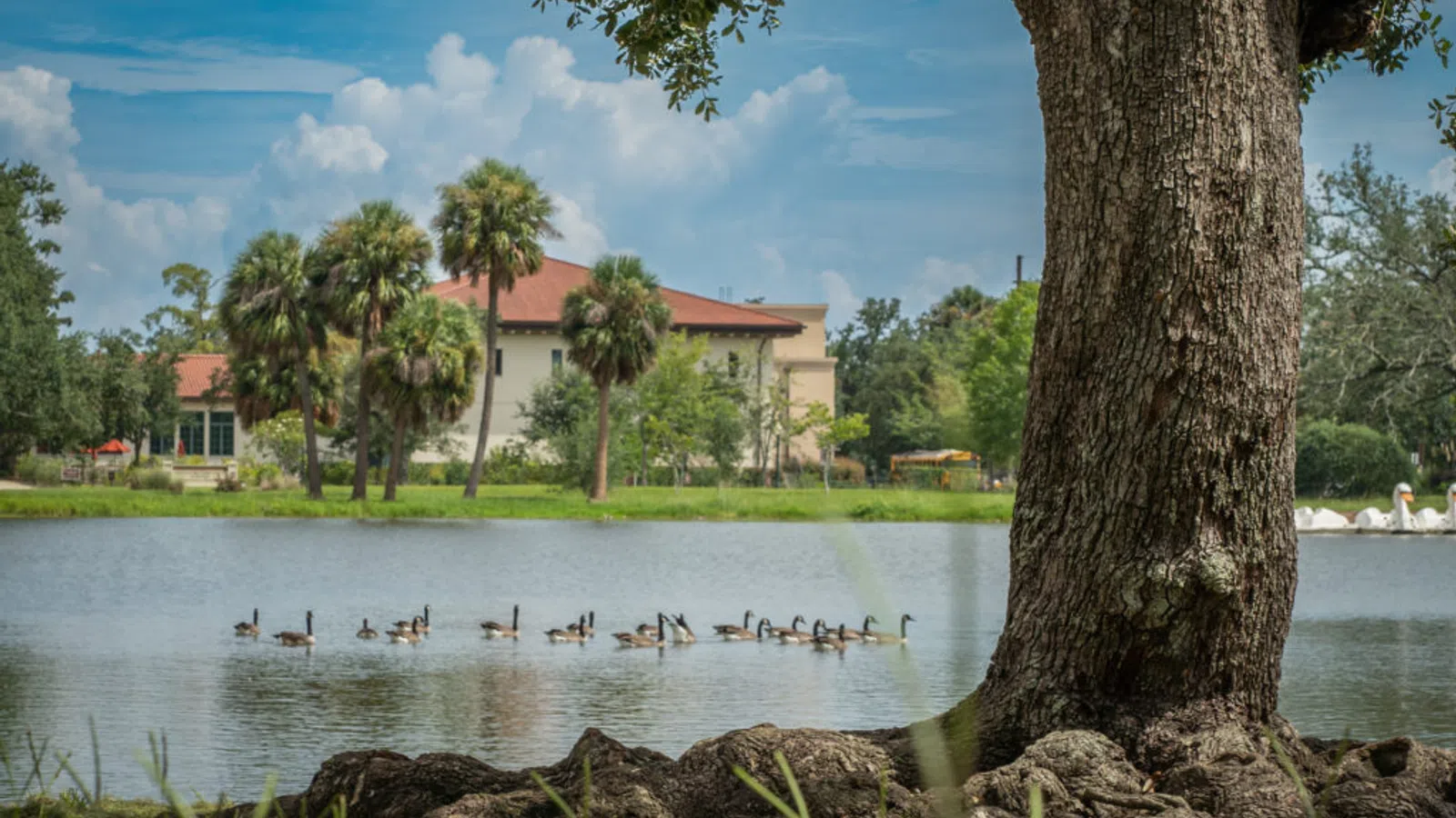 a group of ducks in a pond
