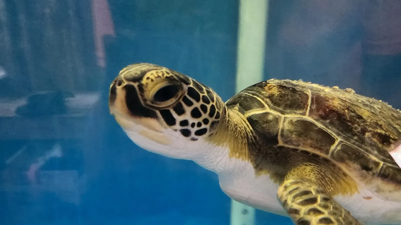 a turtle swimming in water