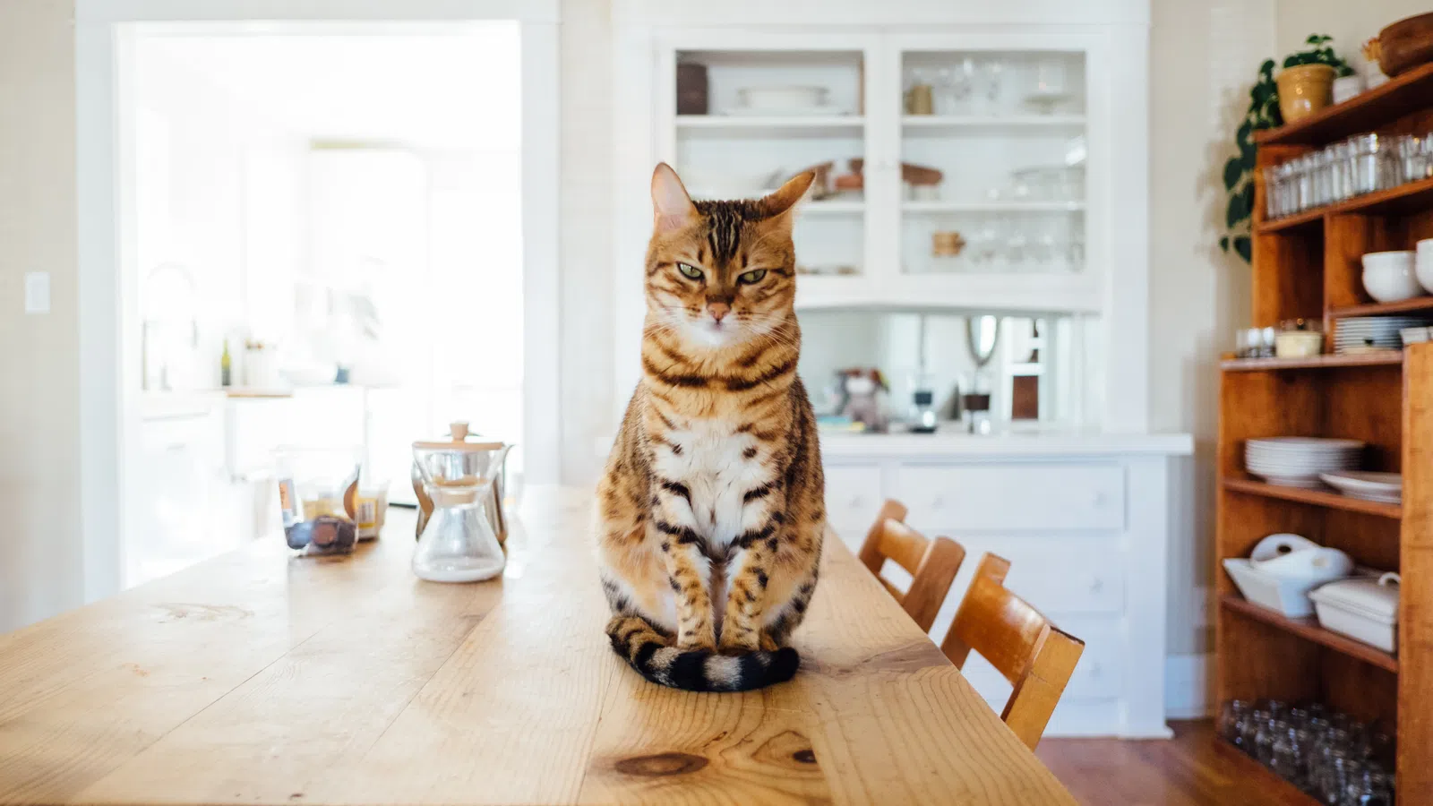 Five Vets That Would Love to Meet Your Cat for National Cat Day