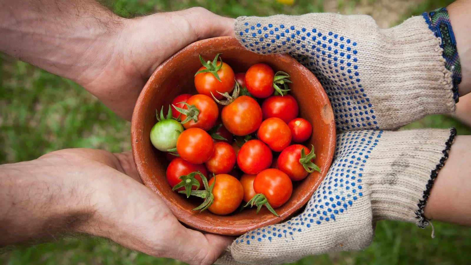a person holding a bowl of tomatoes