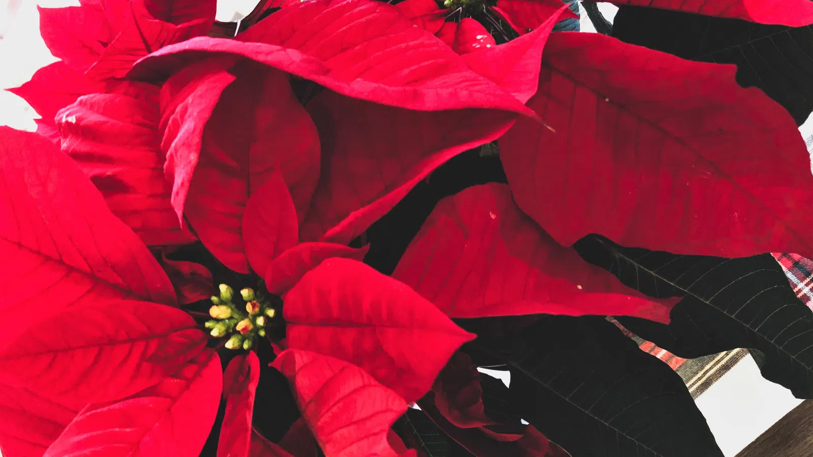 Christmas Past: The History of Poinsettias