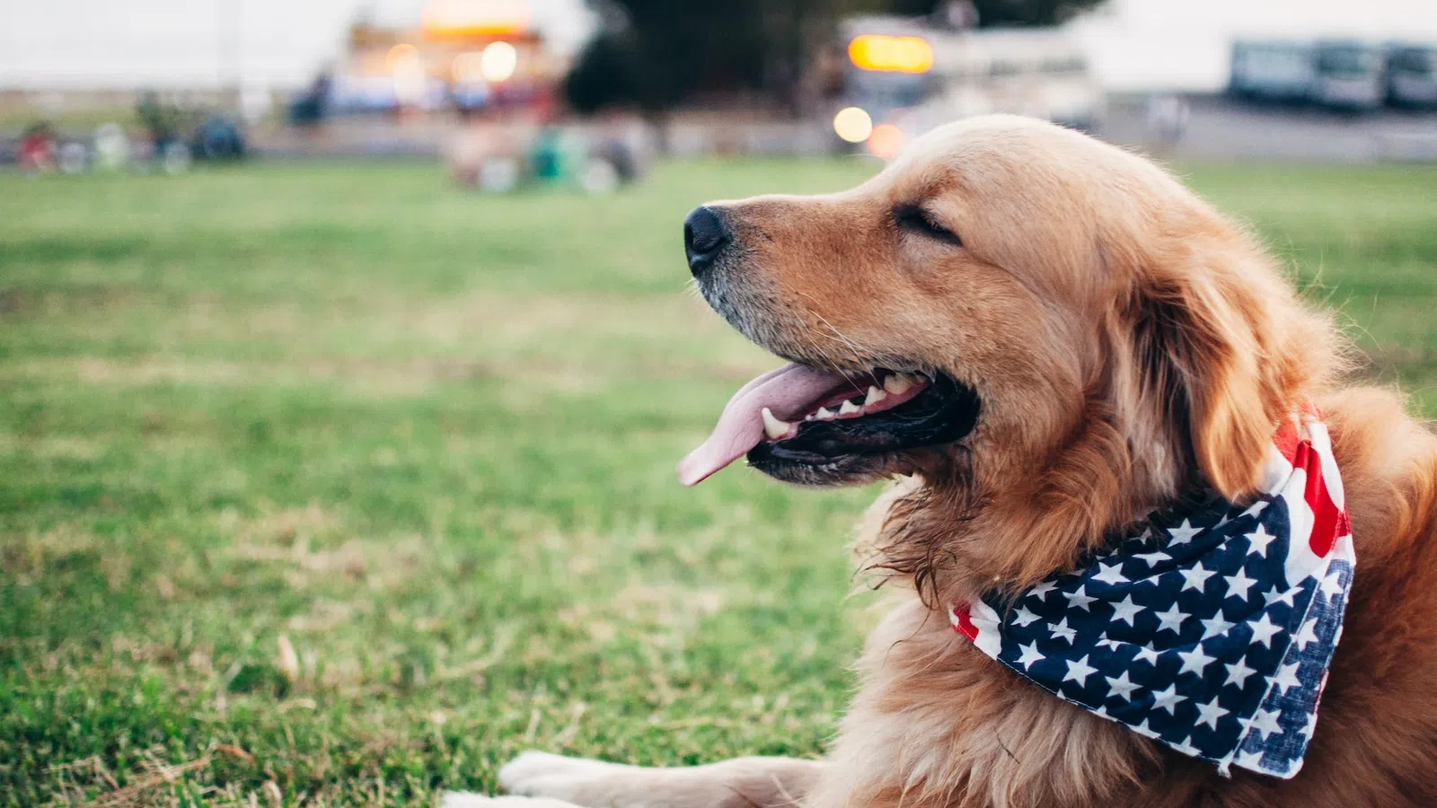 a dog lying on the grass