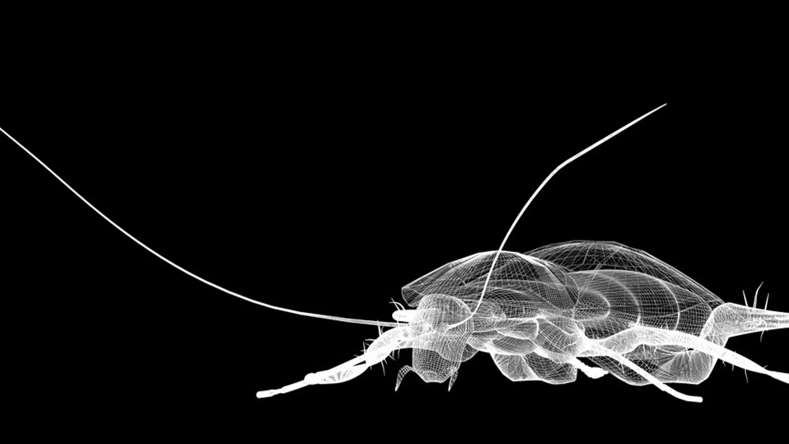 Pest-Case Scenarios: Bugs and Rodents in New Orleans [Part 1]