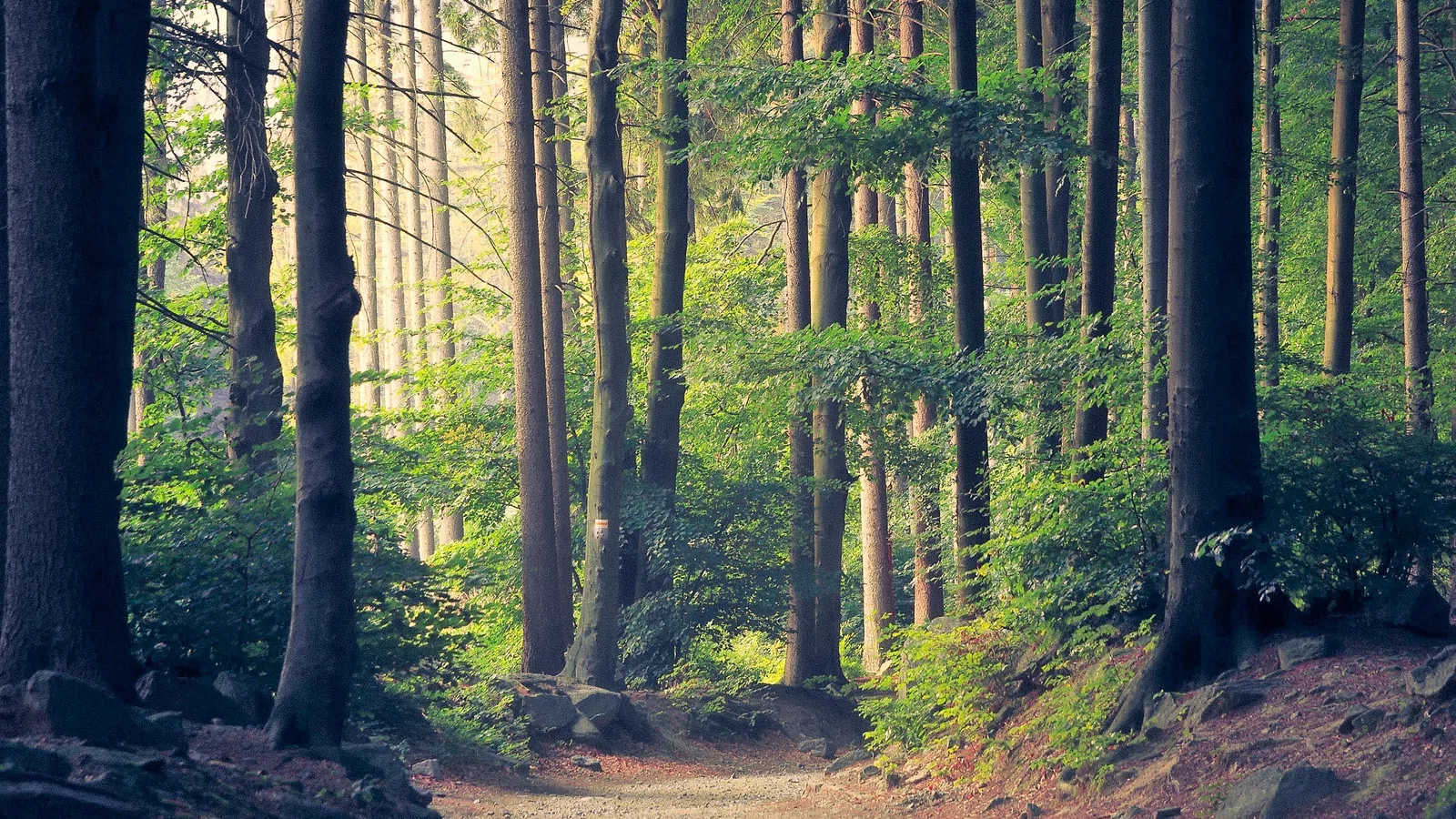 Louisiana Makes Top 10 of Best States to Live ?Off the Grid?