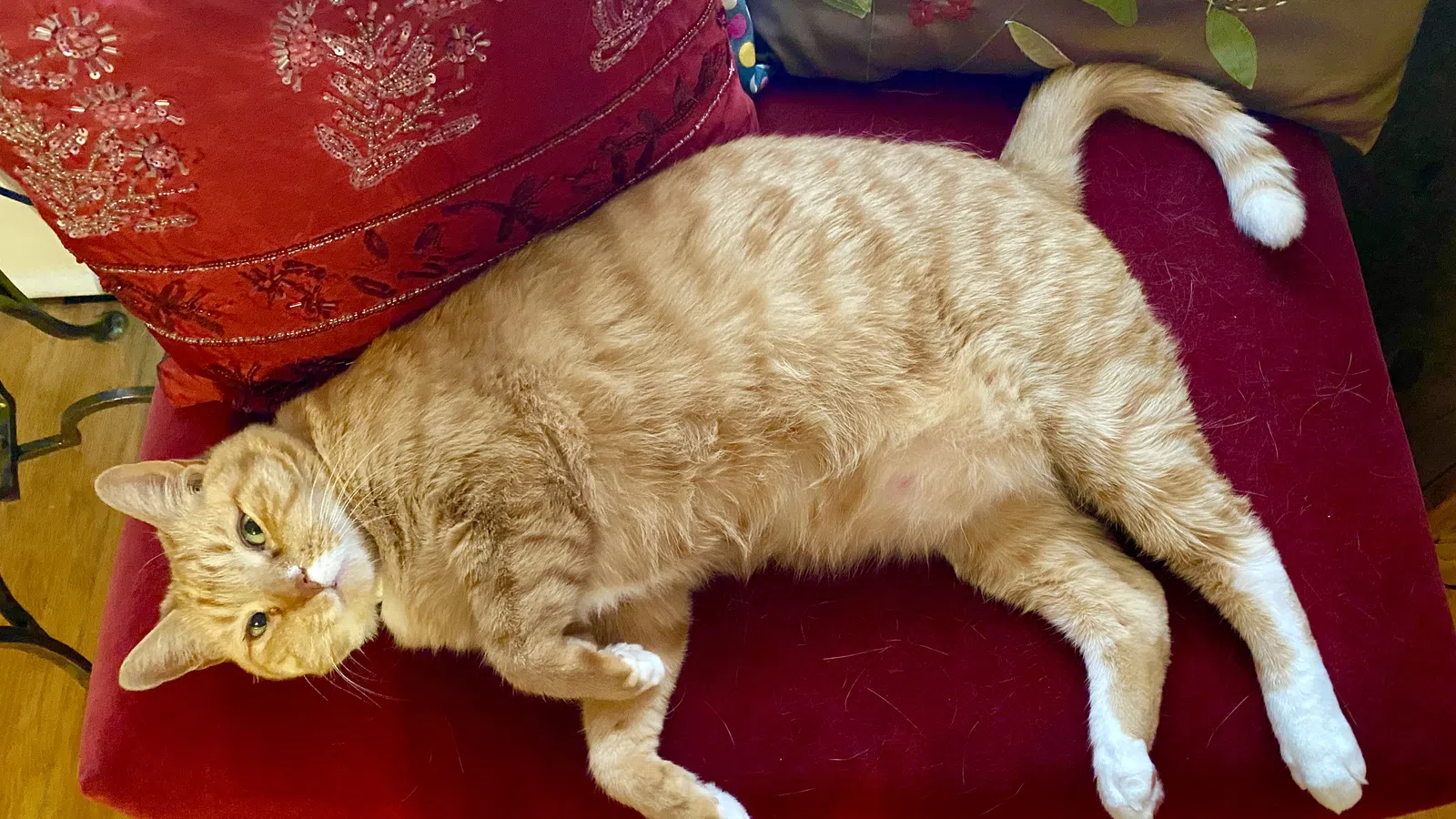 Just When We Thought Pets Were Safe: Cats Prove to be Susceptible to Coronavirus