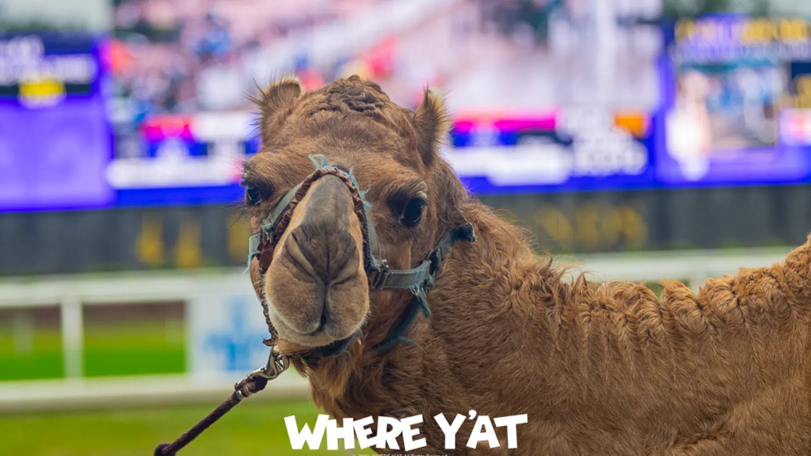12062025: New Orleans Fairgrounds Race Course and slots present the exotic races and Messina’s party at the New Orleans Fairgrounds Race Course and slots on Saturday December 6, 2025