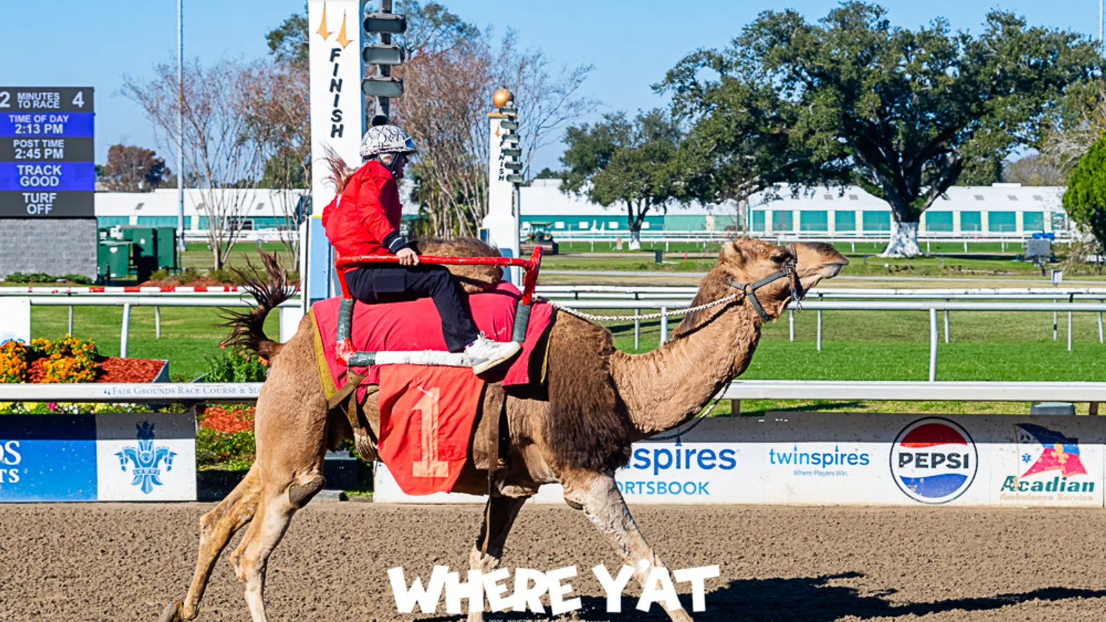 a person riding a camel