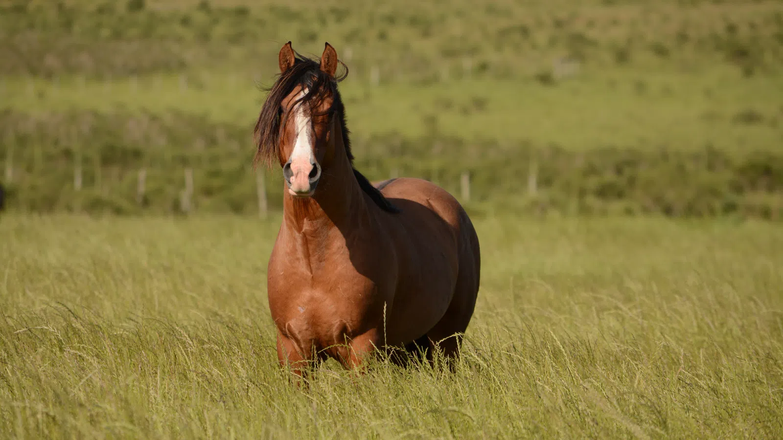 Hold Your Horses!: ?Say ?Hay? to Horses Equine Experience? is Coming This Weekend