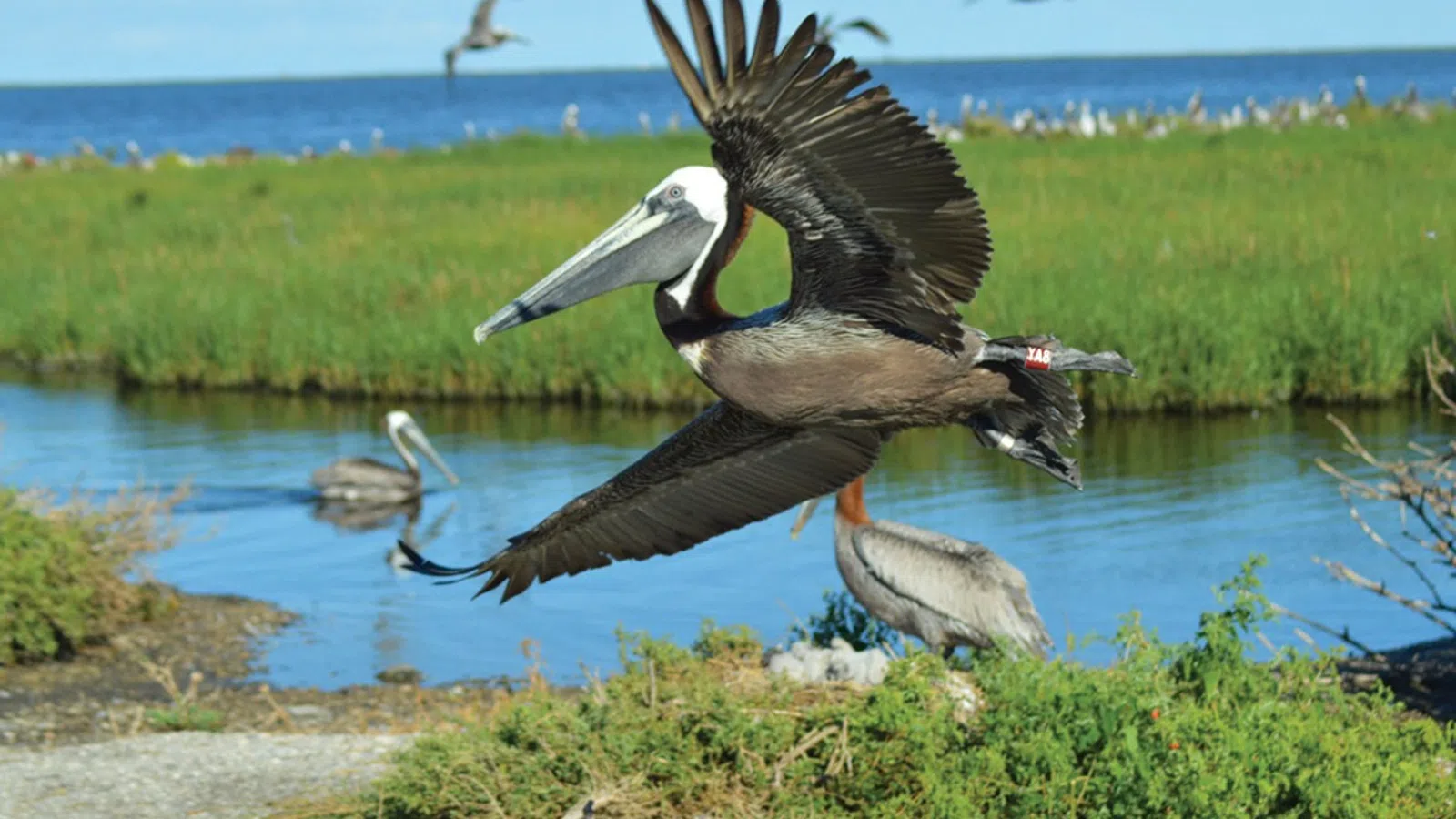 a bird with its wings spread