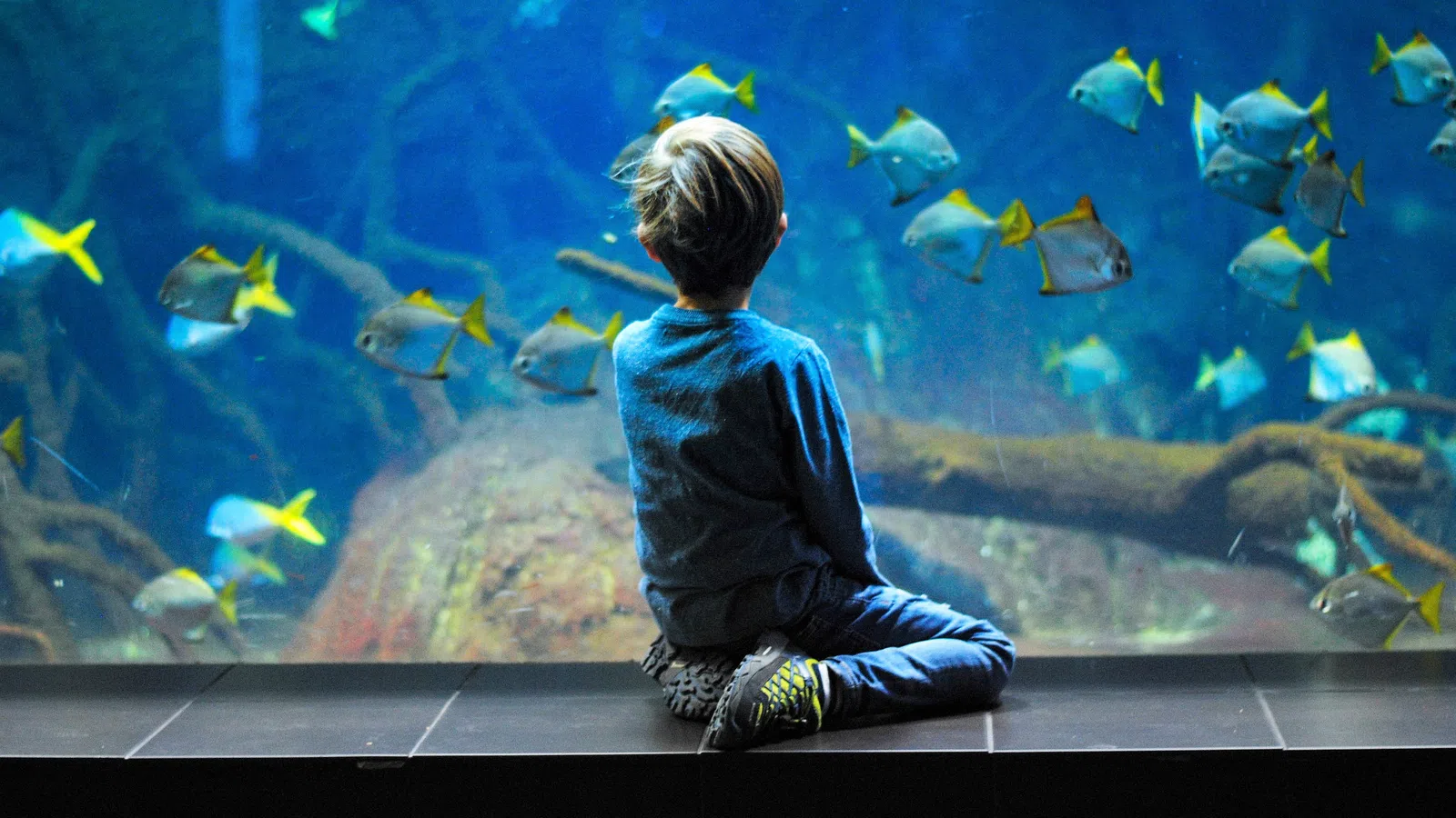 Shopping Under the Sea? Aquarium Coming to Mall of Louisiana Next Spring